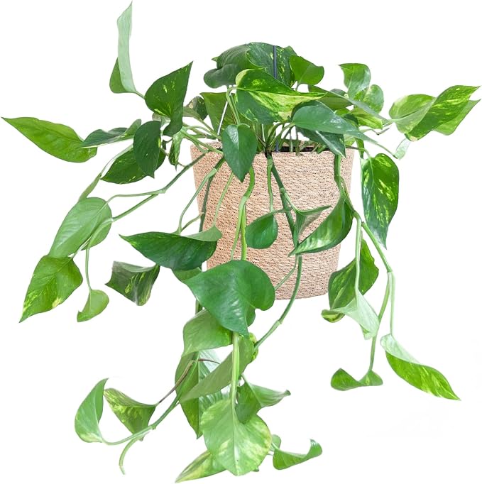 BloomPost Epipremnum Pinnatum Aureum Scindapsus 2030 cm + Basket