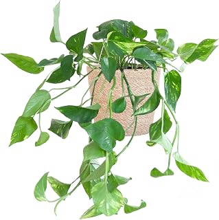 BloomPost Epipremnum Pinnatum Aureum Scindapsus - 20-30 cm + Basket - Indoor Plant - Low Maintenance House Plant - Easy to Grow Home Office Plants - Next Day Free UK Delivery