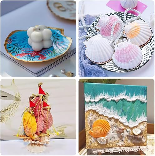 Miniatura 7 de YUJUN 18 conchas de vieira naturales grandes, de 2 a 3 pulgadas, 4 a 5 pulgadas, conchas marinas blancas a granel para manualidades, pintura,