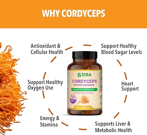 Miniatura 4 de SIBA Extracto de hongo Cordyceps ultra concentrado  100% cuerpos fructíferos, orgánico  Energía natural, vitalidad y resistencia  120 cápsulas