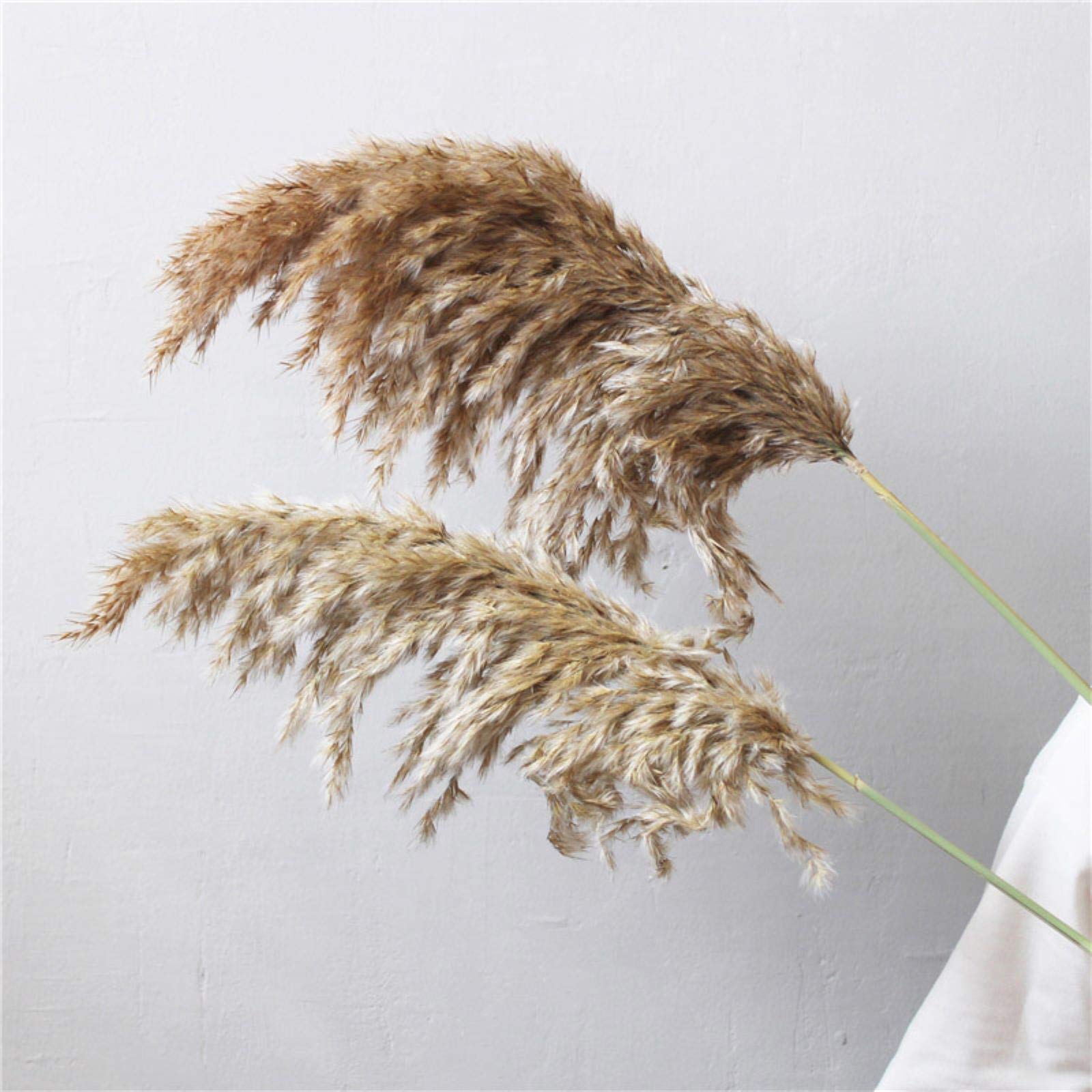 Pampas Herbe Véritable Plantes Séchées Décor De Mariage Bouquet De Fleurs Naturelles Plantes Décor Fleurs Plantes Naturelles