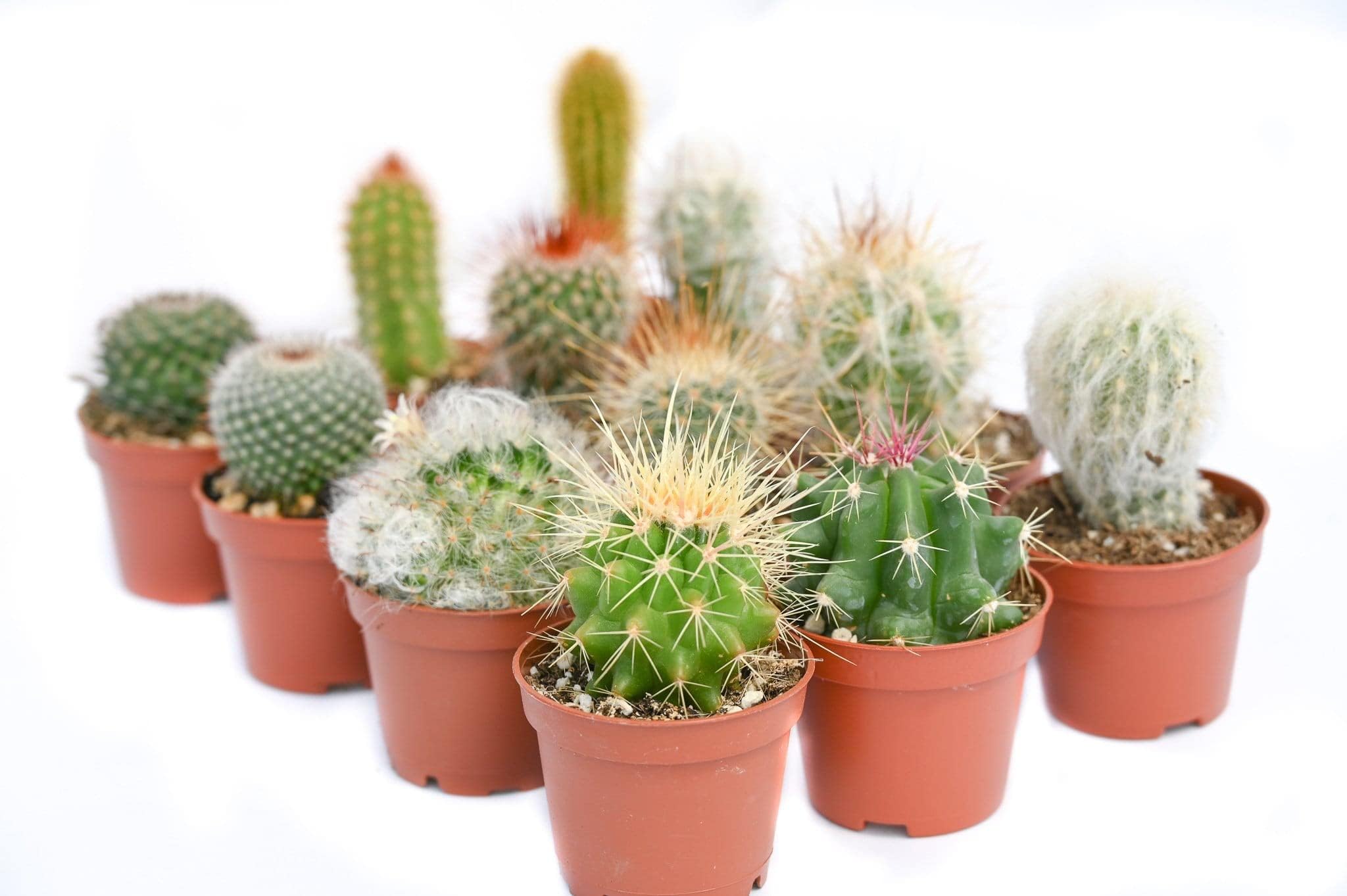 Cactus Plants Live – Small Assorted 2-Inch Cactus Plants – Fully Rooted Potted Cactus Plants – Live Cactus Plant Set (12)