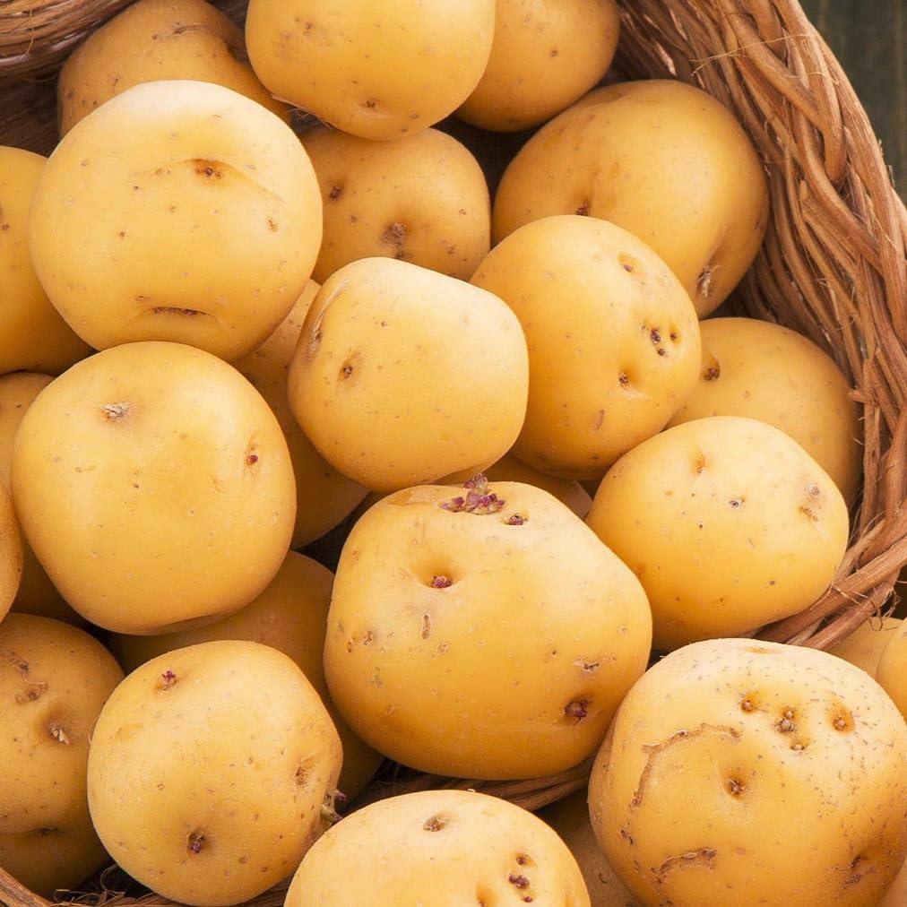 TomorrowSeeds - Kennebec Seed Potatoes - 5 Pounds - for 2025 Planting Seeds Certified for Growers White Potato Beige Tan Thin Skin USA Garden Growing Planting Home Farm Sustainable Healthy