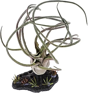 Abaodam 5 Peças Ornamento De Planta De Réptil Acessórios De Aquário Decorações De Terrário De Répteis Terrário Planta Simulada Plantas De Terrário Ornamento De Planta Para Répteis Peceras