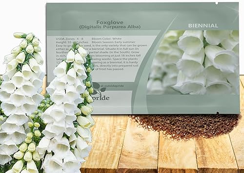 Outsidepride Digitalis Purpurea - Semillas de dedalera blanca Alba, 5000 unidades, semillas de flores bienales, prolíficas y de crecimiento alto con