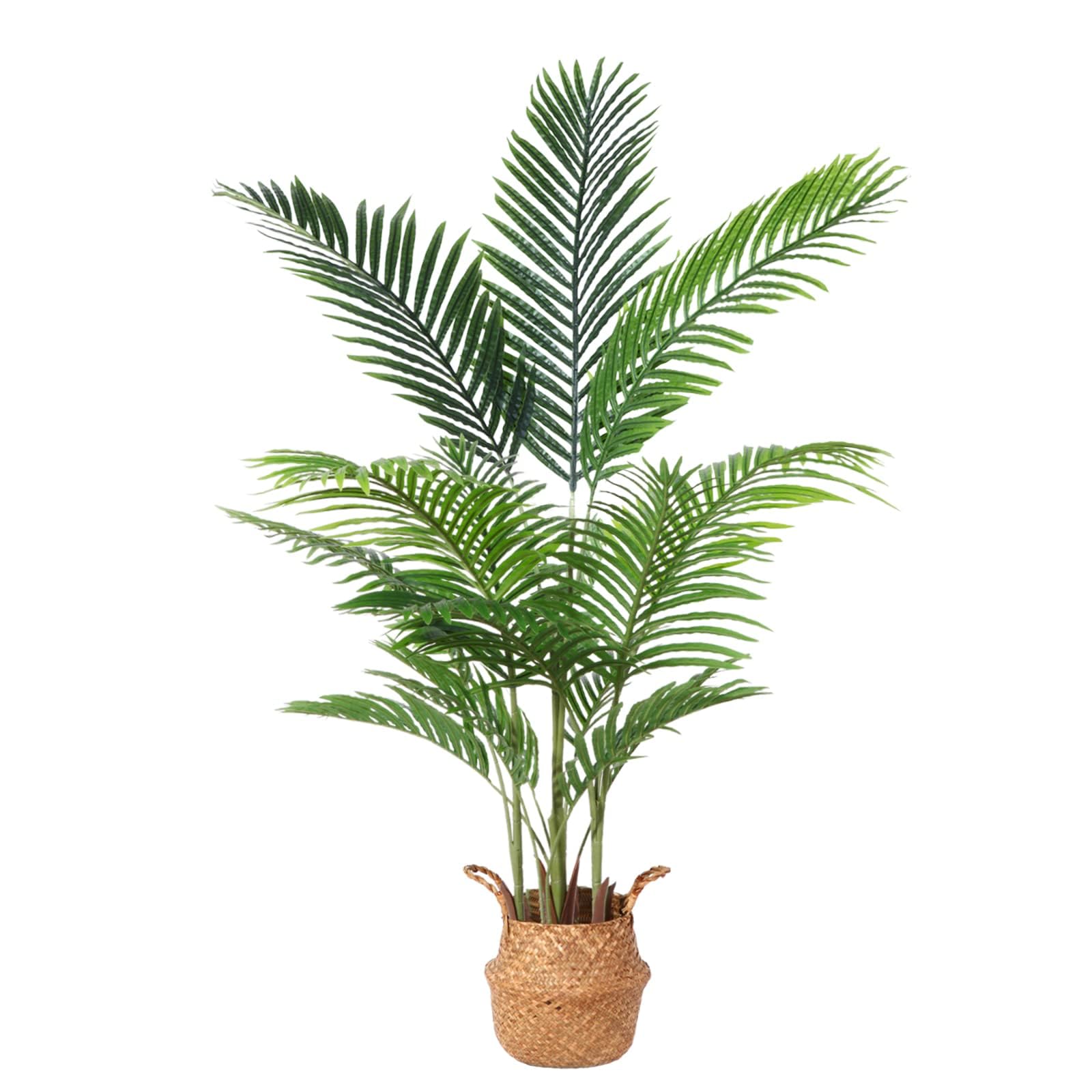 monstera balkon Monstera Pertusum (Fensterblatt) kaufen? | Alfredo