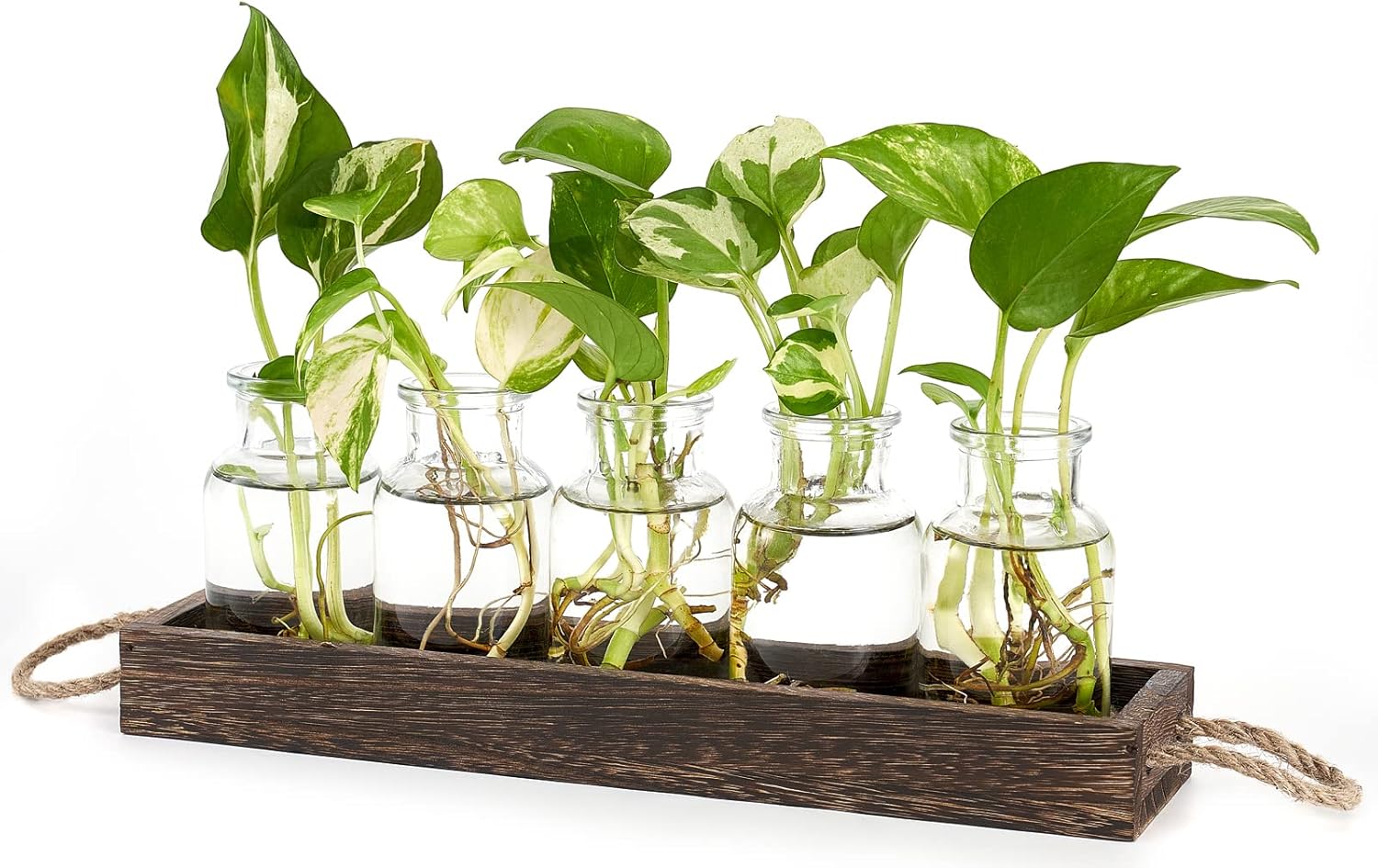 Dahey Plant Propagation Stations with Wooden Box, Desktop Plant Terrarium for Planter Flower Glass Hydroponic Table Centerpiece Farmhouse Home Office Decor Gifts for Plant Lovers, 5 Vase : Patio, Lawn & Garden