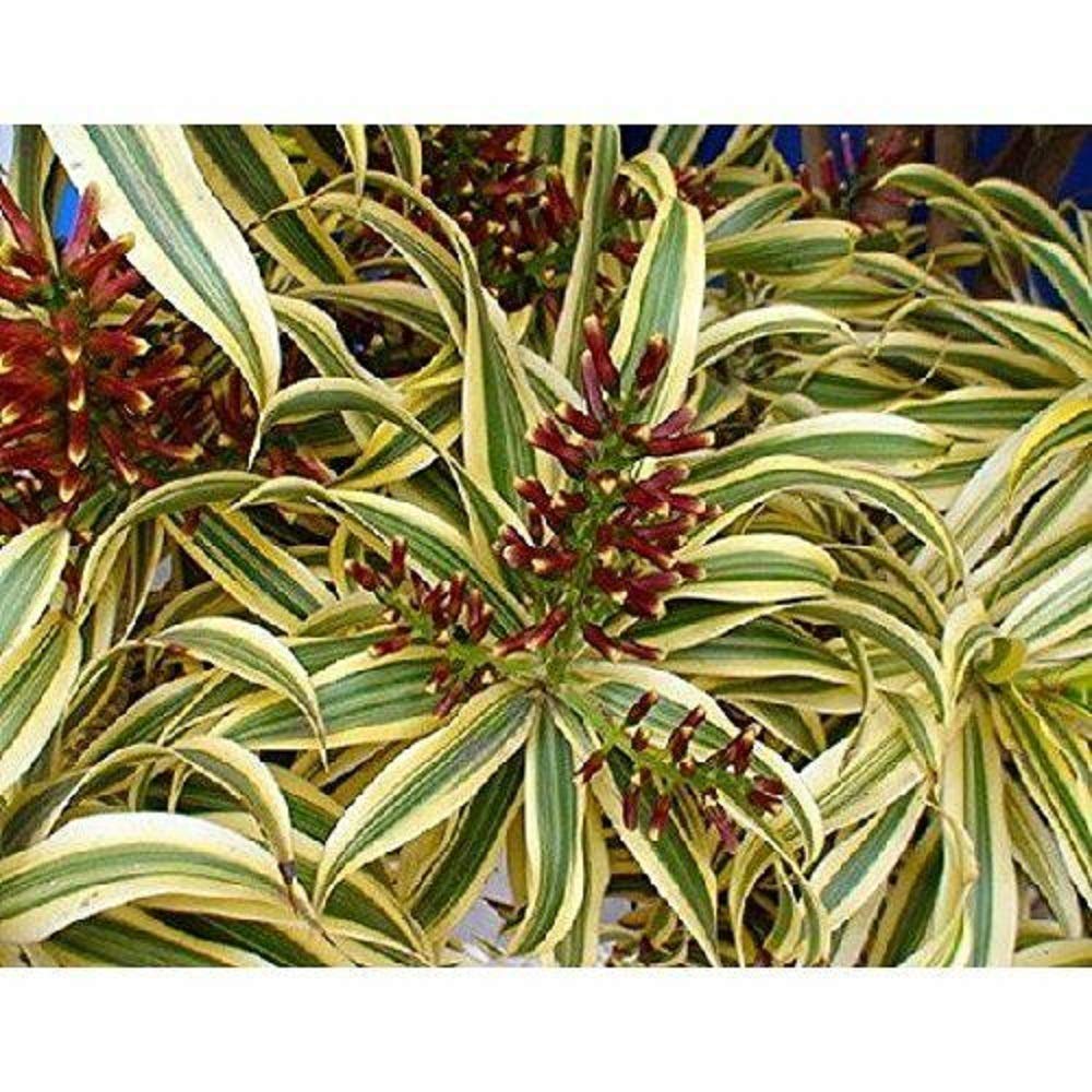 Easy to Grow - Pleomele Dracaena - Song of India Dragon Tree - 6" Pot - House Plant - Live Plant - N6