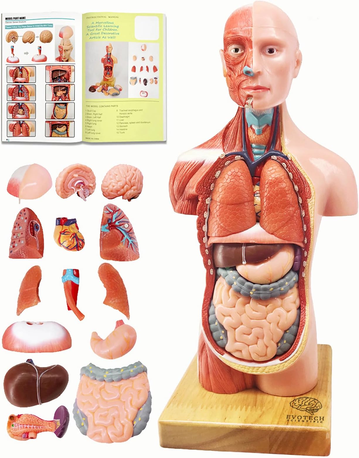 EVOTECH SCIENTIFIC 2026 New Human Body Model for Anatomy, 15 Pcs Removable 11 inch Human Torso Anatomical Model with Heart Head Skull Brain Skeleton, School Medical Education Display