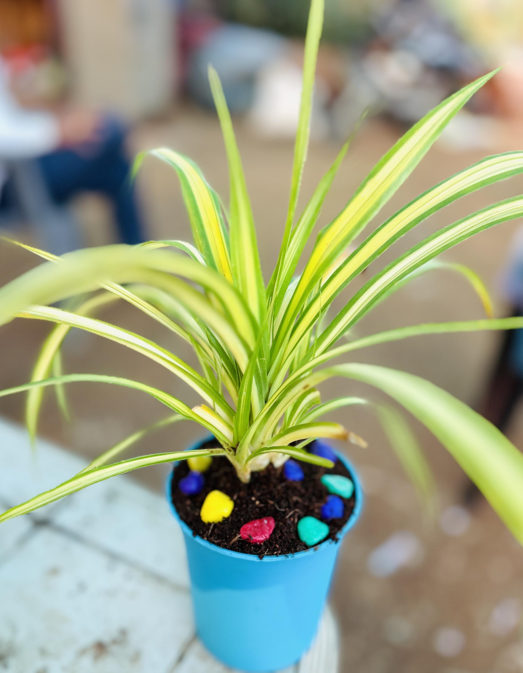 Pandanus, Golden Screw Pine Spider Plant, Live Indoor Plant with Blue Pot, Variegated Green and Yellow Foliage, Decorative Houseplant with Colorful Stones-image-36