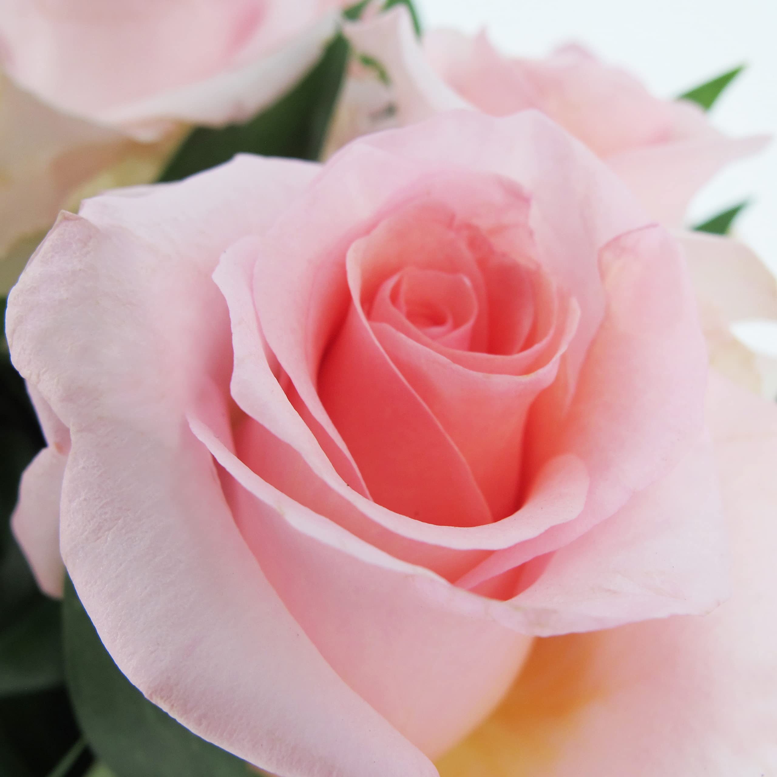 KENTIS - Bouquet di 12 Rose Rosa a Stelo Lungo 50 cm - Mazzo di Fiori Freschi a Domicilio in Italia - Rose Vere Regalo
