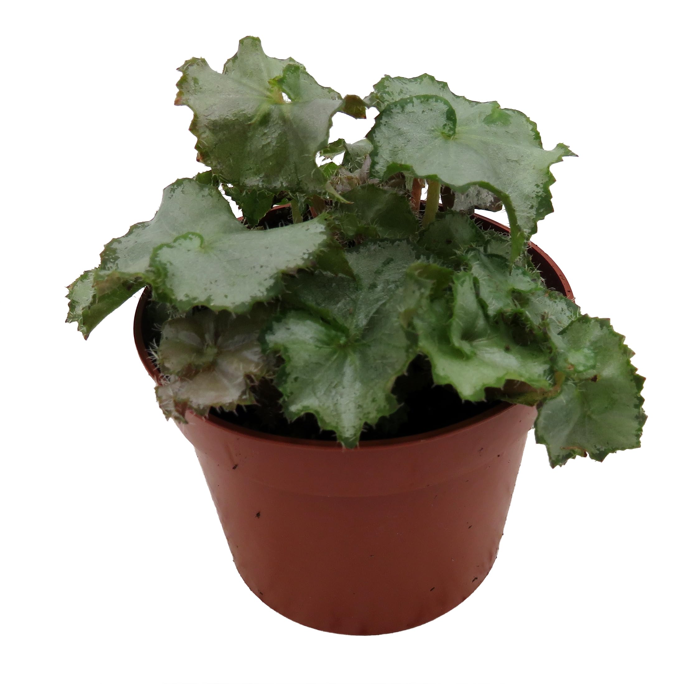 Amazon.com : Five and Dime Begonia Plant - 2.5
