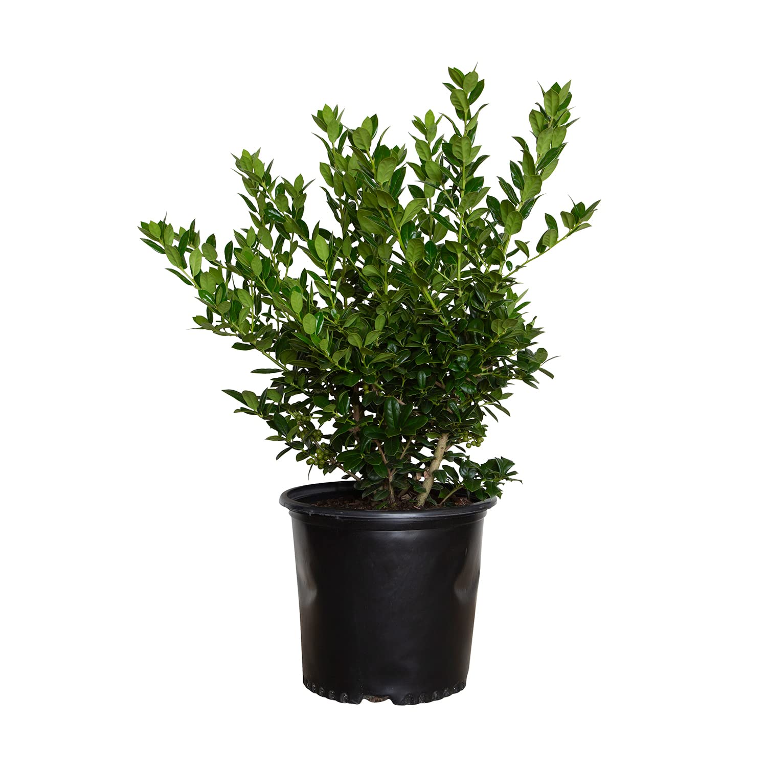 Plants by Mail Dwarf Burford Holly