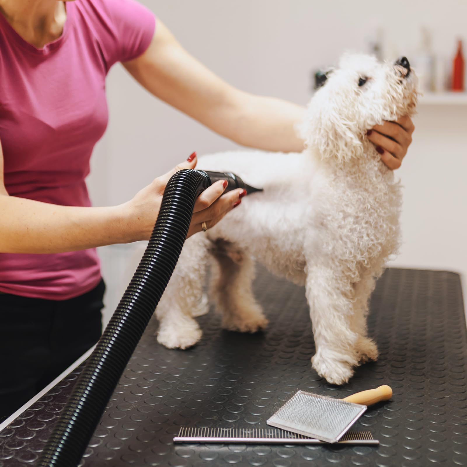 Secador de pelo profesional para perros de 2800 W, calor y velocidad ajustables con 4 boquillas diferentes