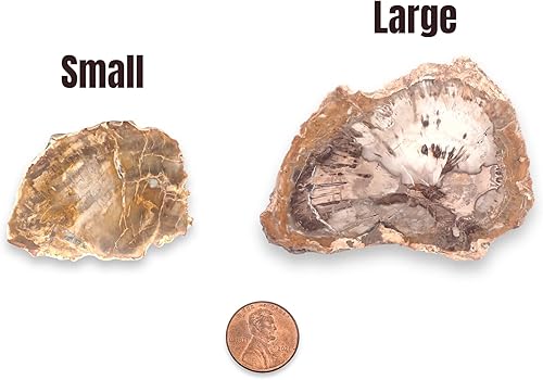 Miniatura 2 de Losas naturales de madera petrificada, dos tamaños, pequeñas y grandes con soporte. Chakras de montaña rusa irregulares para fortaleza curativa y