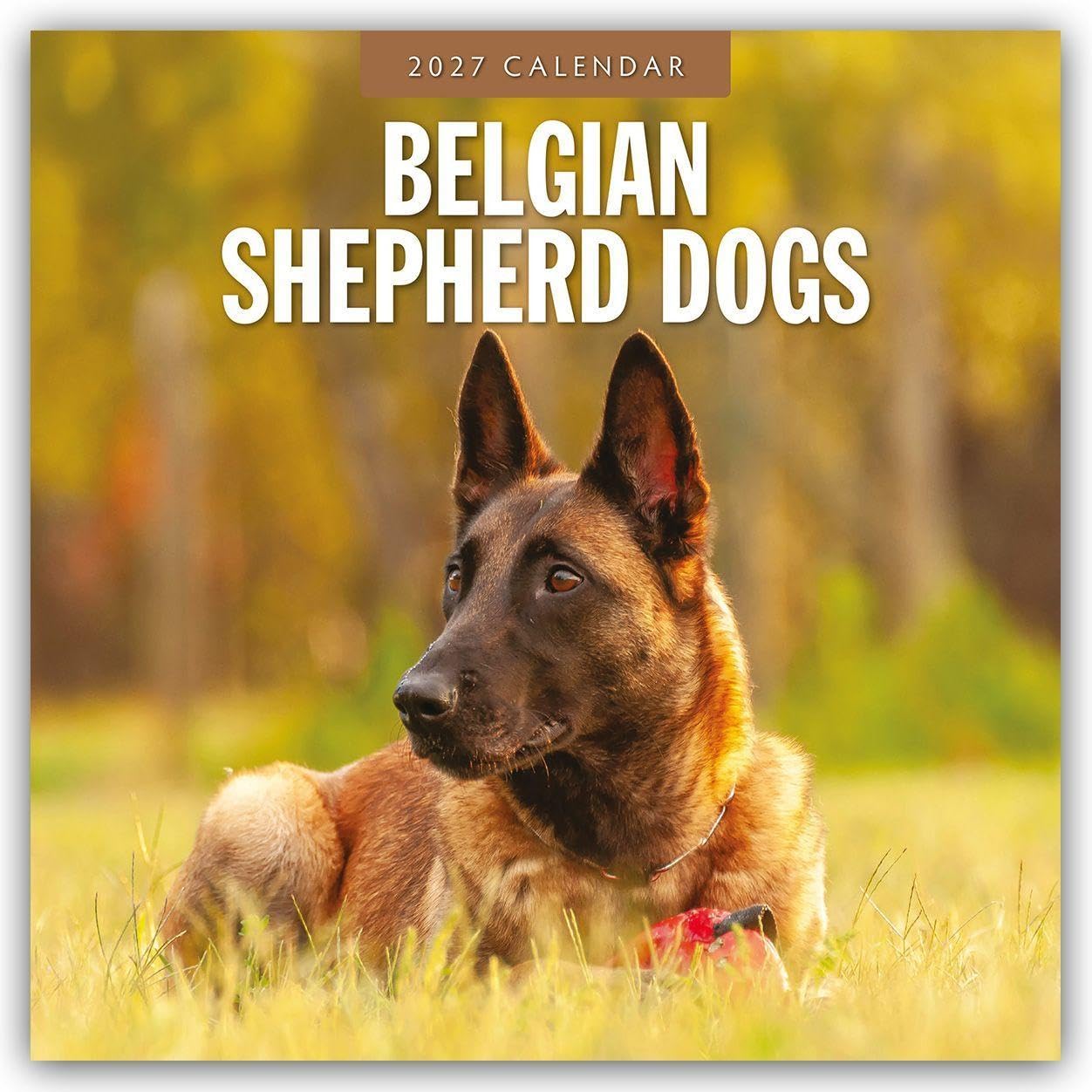 Belgian Shepherd Dogs 2027 Square Wall Calendar: Original Red Robin Publishing Ltd-Kalender [Mehrsprachig] [Kalender]