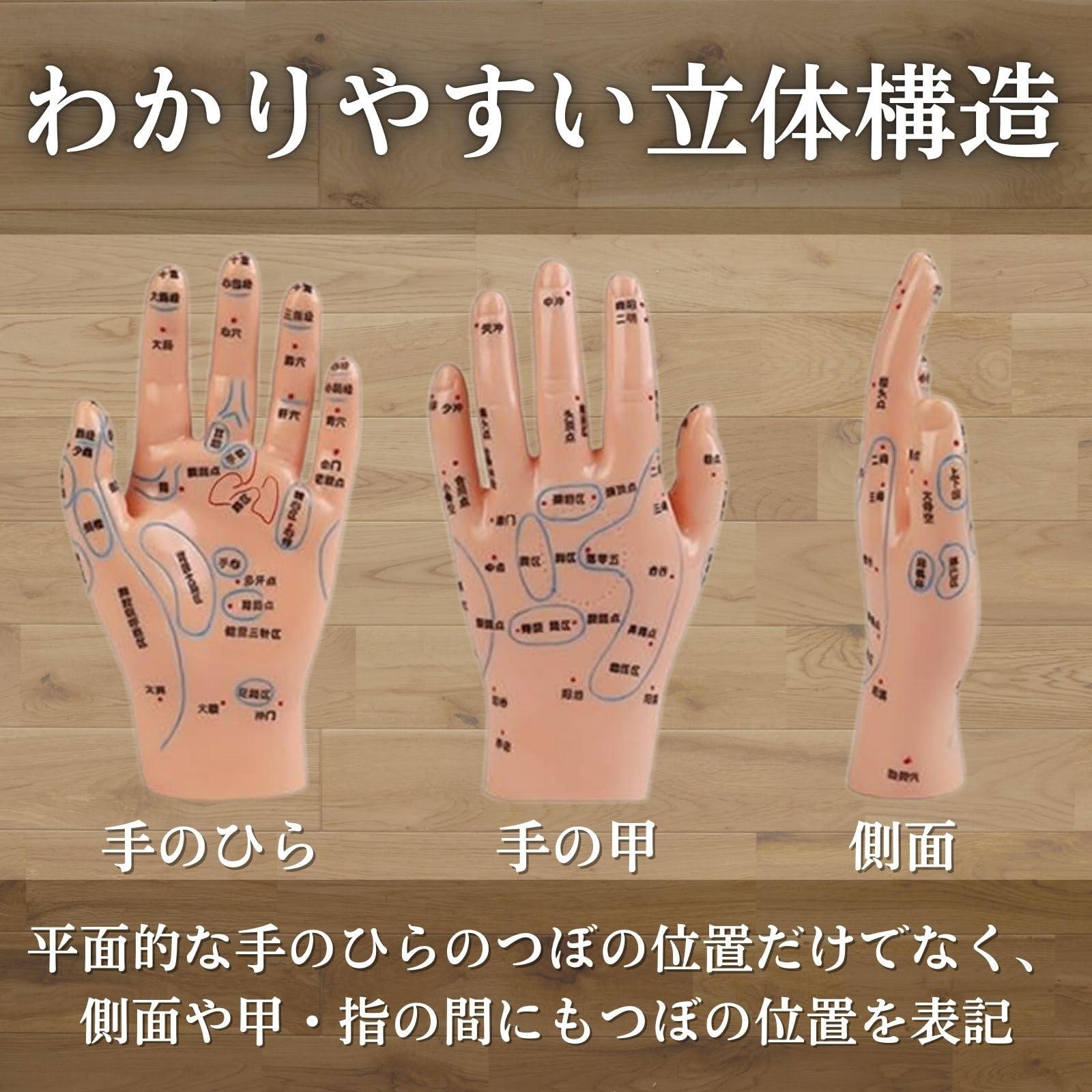 Amazon.co.jp: S.T.S.G 手つぼ 模型 ハンドマネキン 左手 鍼灸 整体