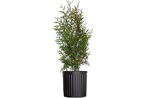 Green Giant Arborvitae: A Towering Evergreen for Year-Round Privacy