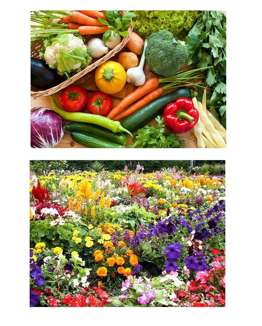 Moira 10000 plus Seeds 91 Varieties (Vegetables, Fruit, Flowers & Herbs) for Home/Kitchen Gardening (B09Z8CNHBT) Amazon Price History, Amazon Price Tracker