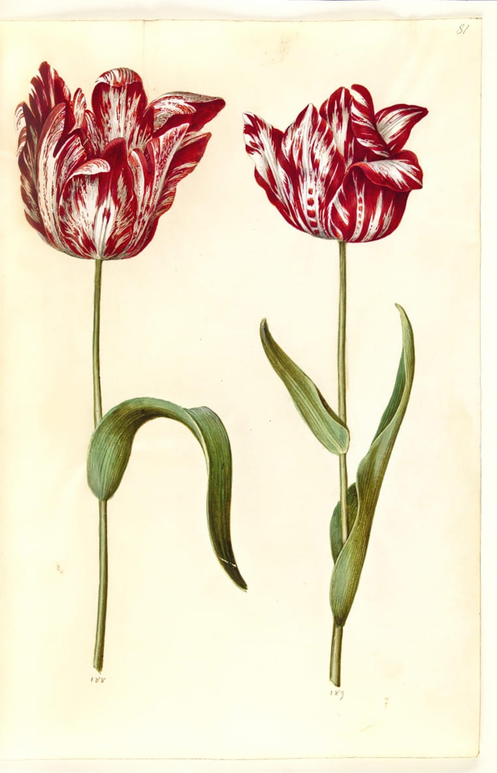 POSTERIIk Vintage Art Print Images Pictures Print Tulipa Gesneriana by Hans Simon Holtzbecker Modern Colour Posters for Office Home Decor 60x90cm