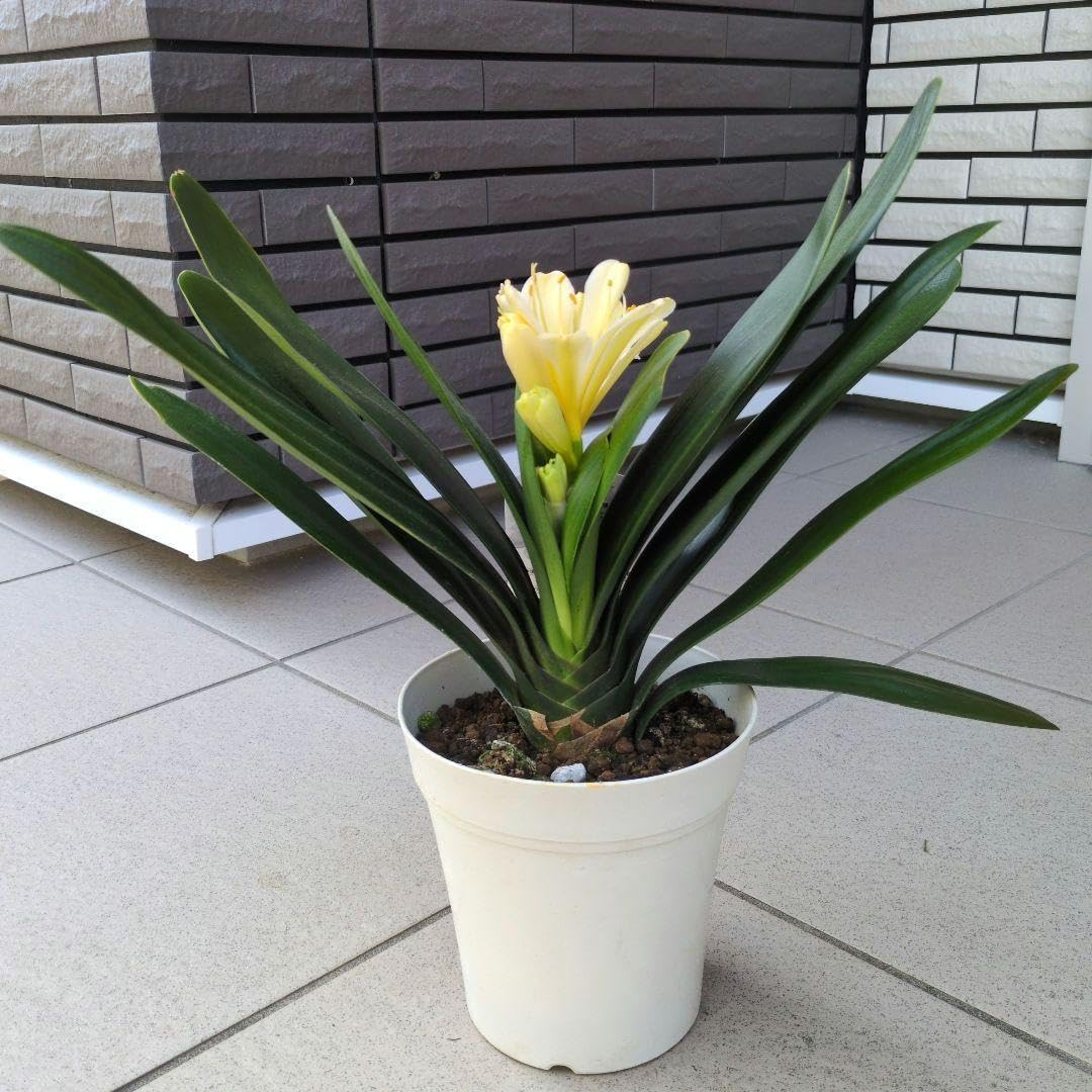 Amazon｜鉢花 だるま系 黄花君子蘭 クンシラン 黄色 5号鉢｜観葉植物