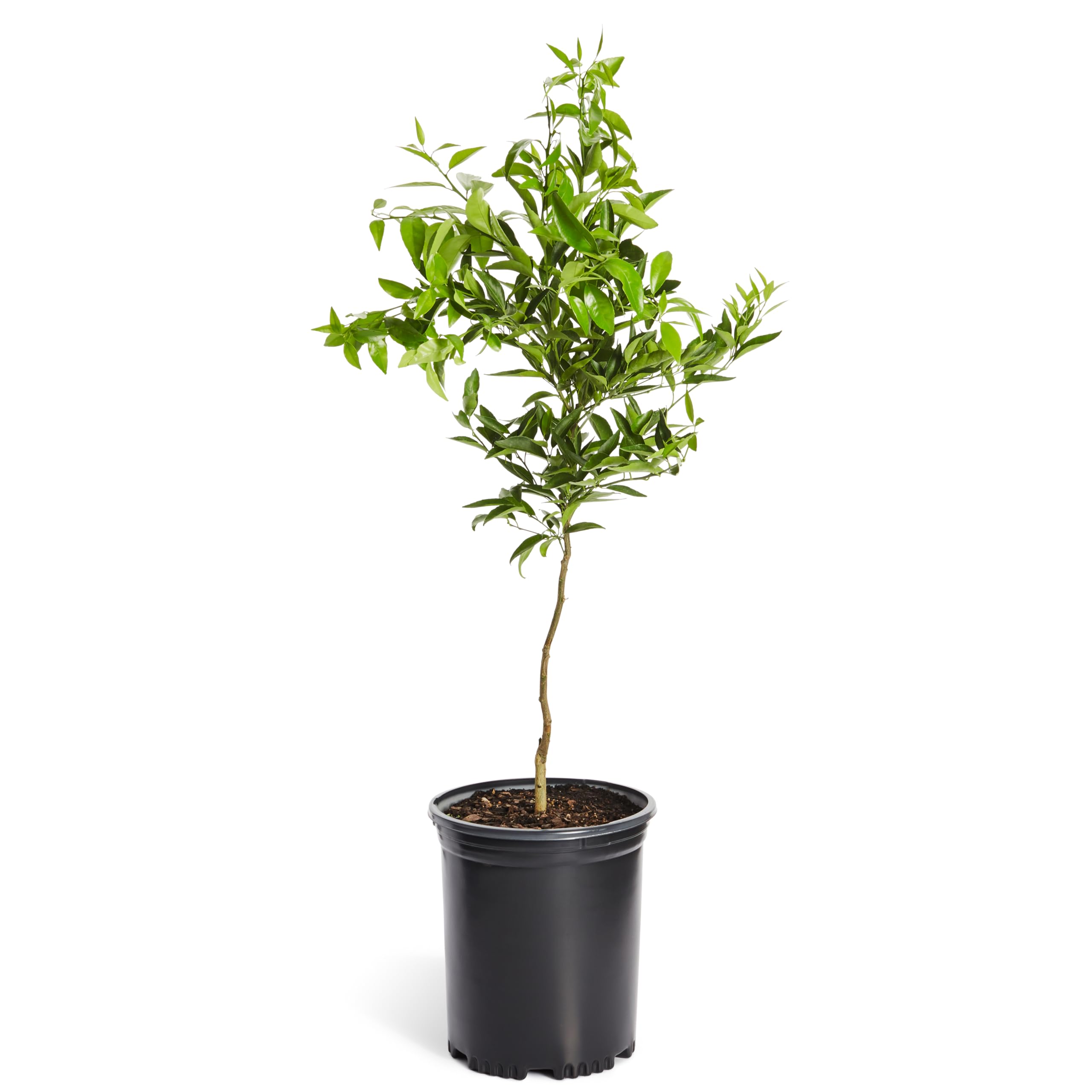 Brighter Blooms Nules Clementine Tree
