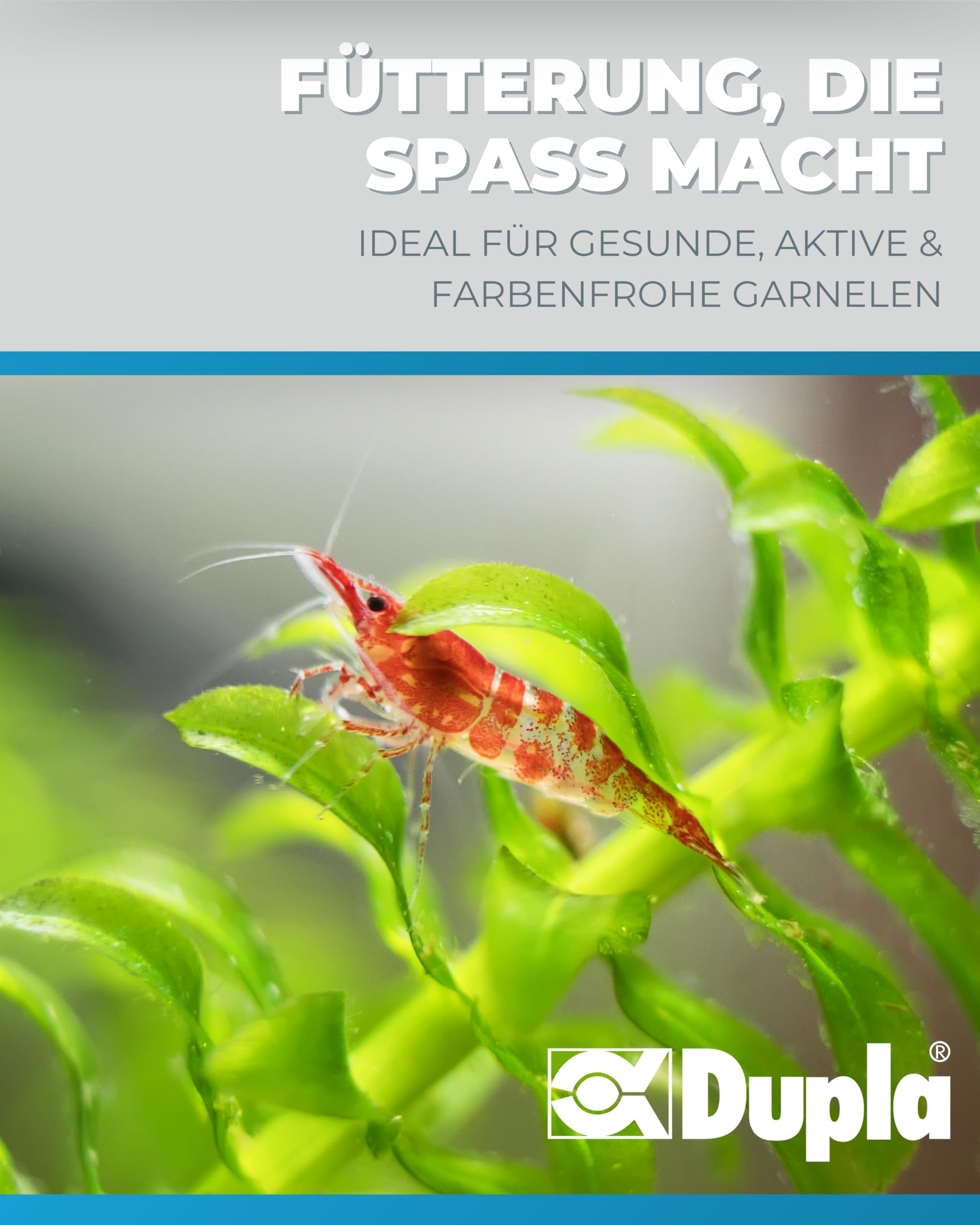 Dupla DuplaRin Shrimp Snack I 500 g I Mini-Sticks für Garnelen I Hauptfutter mit Algen, Spinat & Luzerne I Futter für Süßwassergarnelen I Unterstützt Häutung, Wachstum & Vitalität