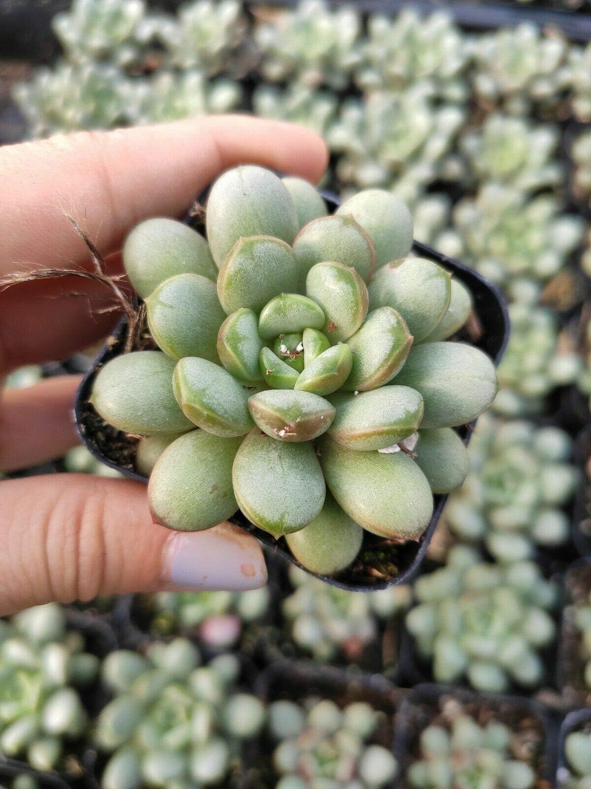 Graptoveria Amethorum Rare Succulent Plant Shown in 2" Pot
