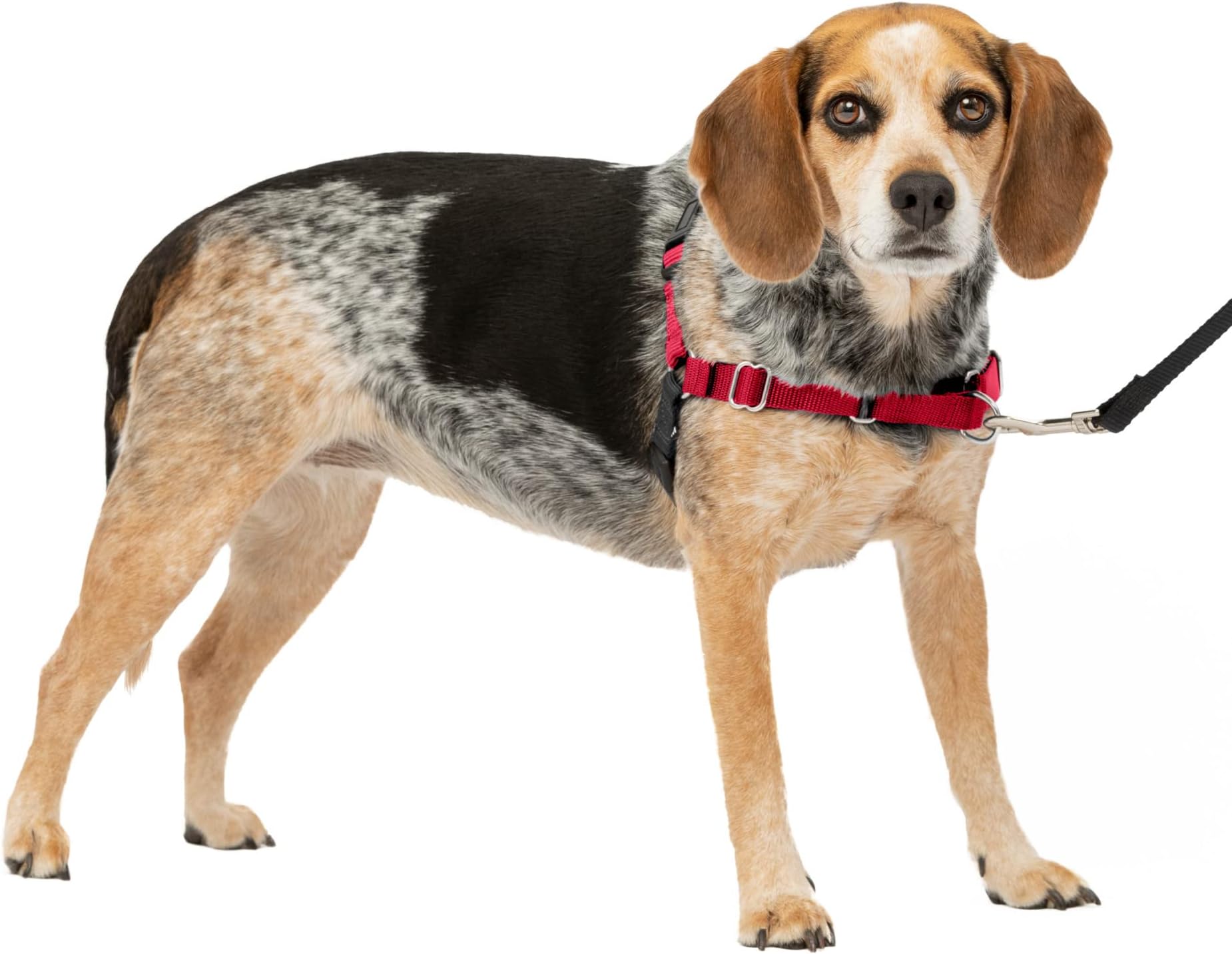 PetSafe Easy Walk Harness, Small/Medium, RED/Black for Dogs