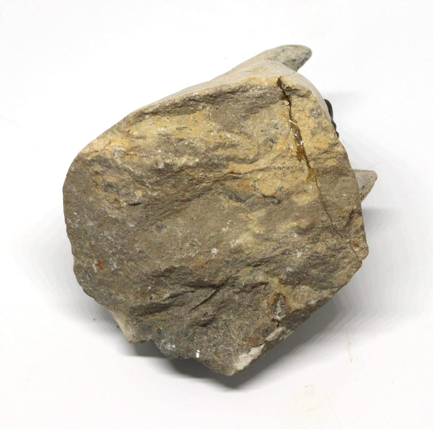 Trilobite Hollardops Fossil Morocco 390 Million Years Old #15219 10o