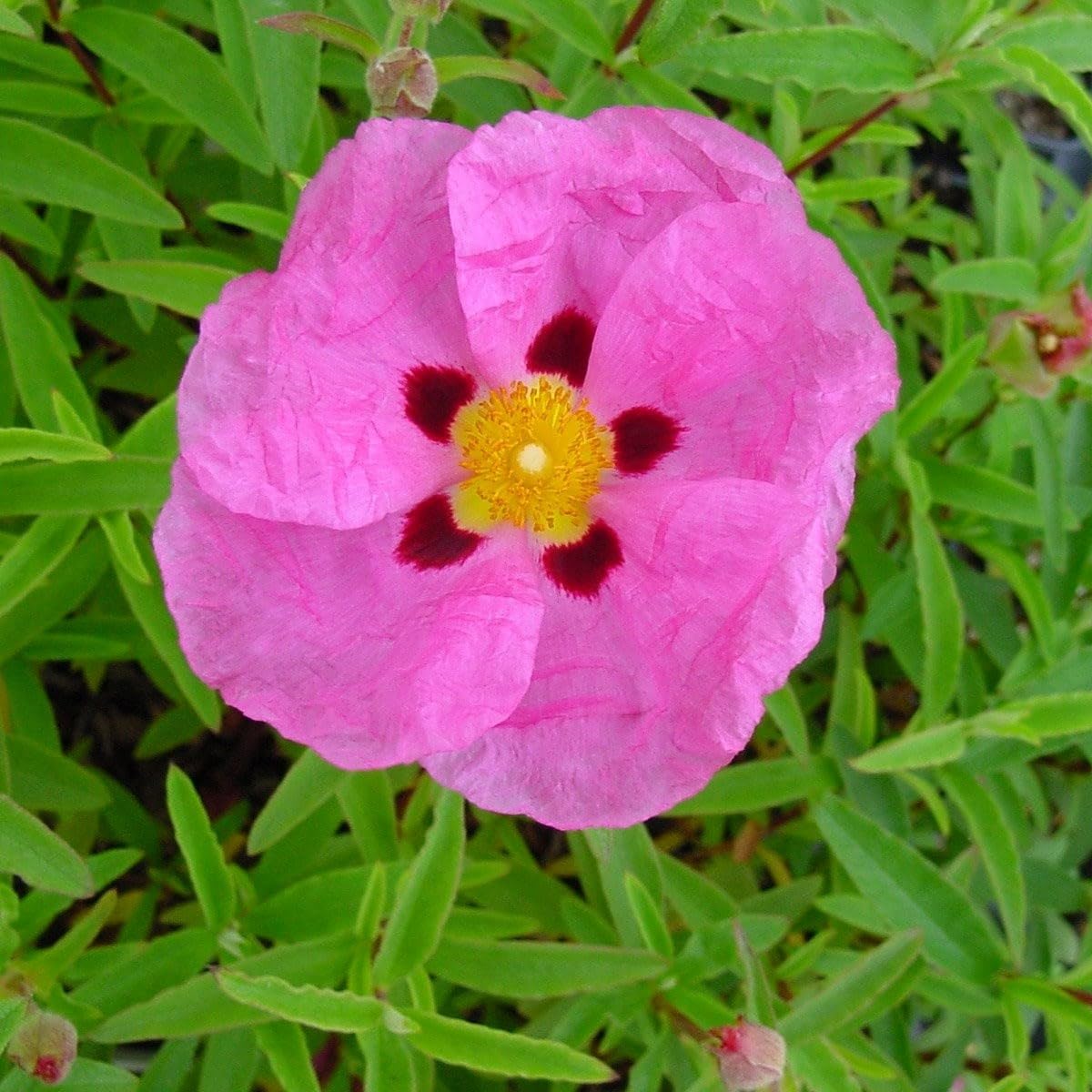Plant Theory Rock Rose Cistus x Purpureus Shrub Plant 2L Pot