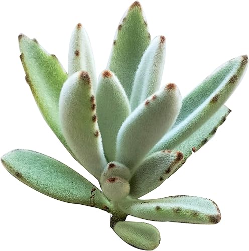 Miniatura 6 de Kalanchoe Panamensis - Maceta de arcilla de 4 pulgadas + maceta de arcilla  Planta suculenta saludable Kalanchoe Live de fácil cuidado para