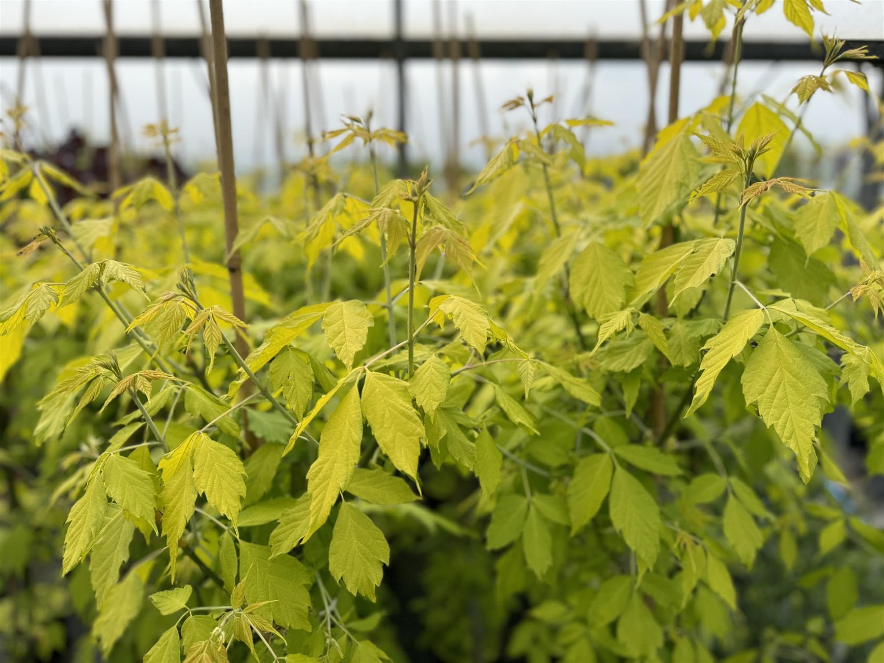 Direct Plants Acer Negundo Kelly’s Gold Maple Tree 6ft Tall, Golden Foliage, Supplied in 7.5 Litre Pot