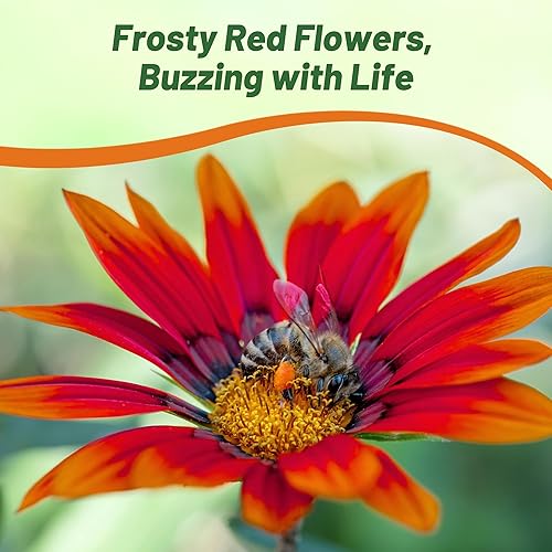 Miniatura 5 de Outsidepride Kiss Frosty Red Gazania Semillas para plantar  50 piezas de semillas perennes, de bajo mantenimiento, tolerantes a la sequía para