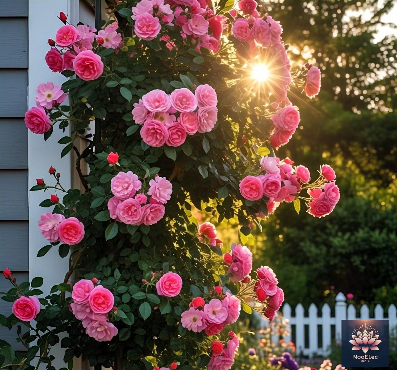 NooElec Seeds India Climbing Rose Flower Seeds, 60 Seeds Pack - Hybrid, Year-Round Blooms, Minimal Care (PINK) - Image 3 thumbnail