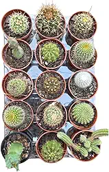 Kit com 10 mini cactos sortidos e variados