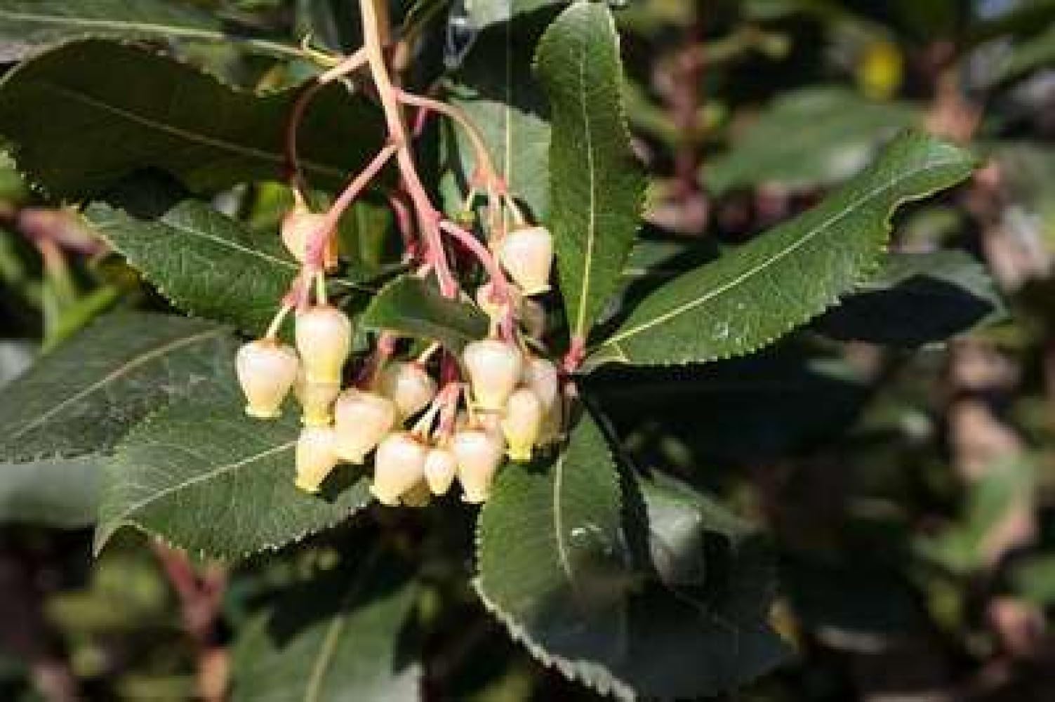 Arbutus unedo - Erdbeerbaum 60-80 cm Container