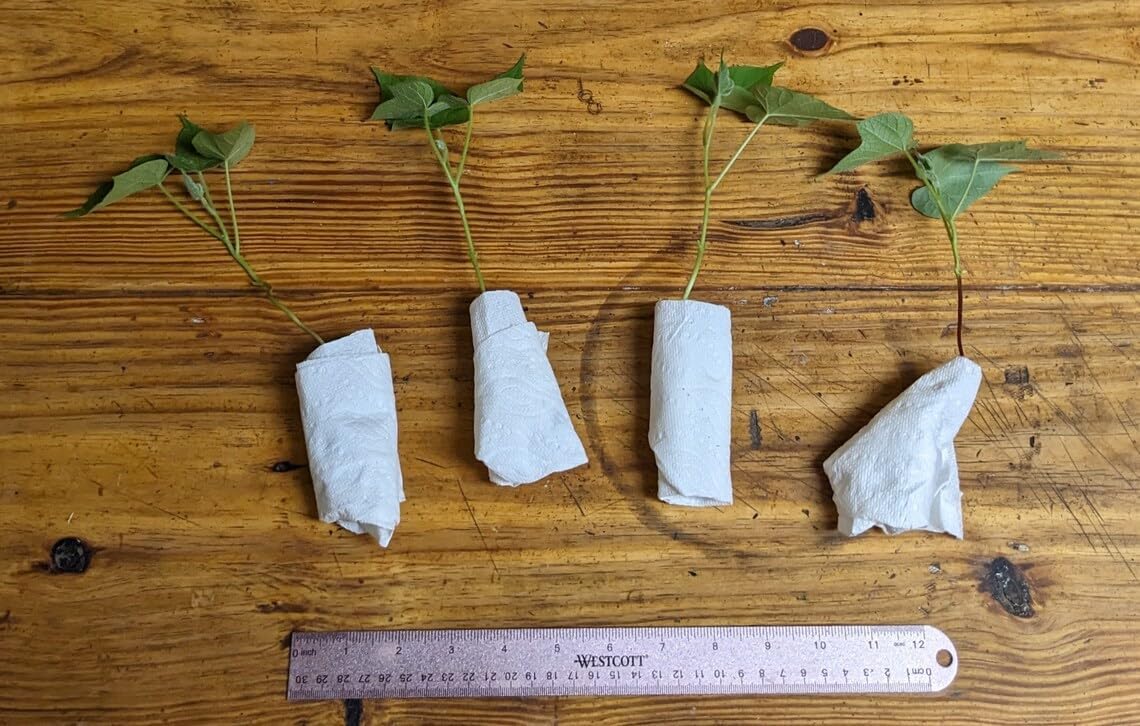 4 Live Plants - Blue and White Morning Glory - Flying Saucer Starter Plants - Uncommon Variety - Flowering Fast Growing Vine, Self Seeding