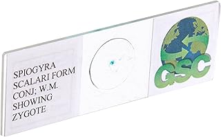 Spirogyra Scalariform Conjugation - Microscope Slide