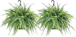 12 Olive Green Bathroom Ideas for Earthy Calm Natural Warmth 52 United Nursery Live Boston Fern 2-Pack Indoor Outdoor Houseplant in 10 i...