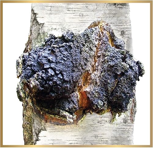 Miniatura 6 de Polvo crudo de hongos chaga siberianos cosechado salvaje, totalmente natural, 2.2 libras (2.2 lbs.)