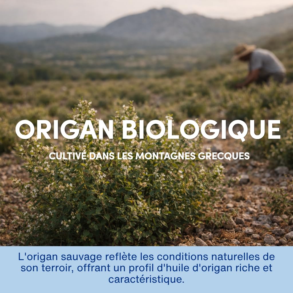 Huile d'Origan Bio Soluble dans l'Eau - Complément Alimentaire pour le Soutien Immunitaire, Digestif et Respiratoire, Bain de Bouche - À Base de Plantes, Végan, Sans OGM, Sans Gluten - 50ml
