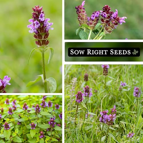 Miniatura 4 de Sow Right Seeds - Sanar todas las semillas para plantar - Prunella vulgaris autocurable - Hierba medicinal tradicional sin OMG - Cultiva tu propio