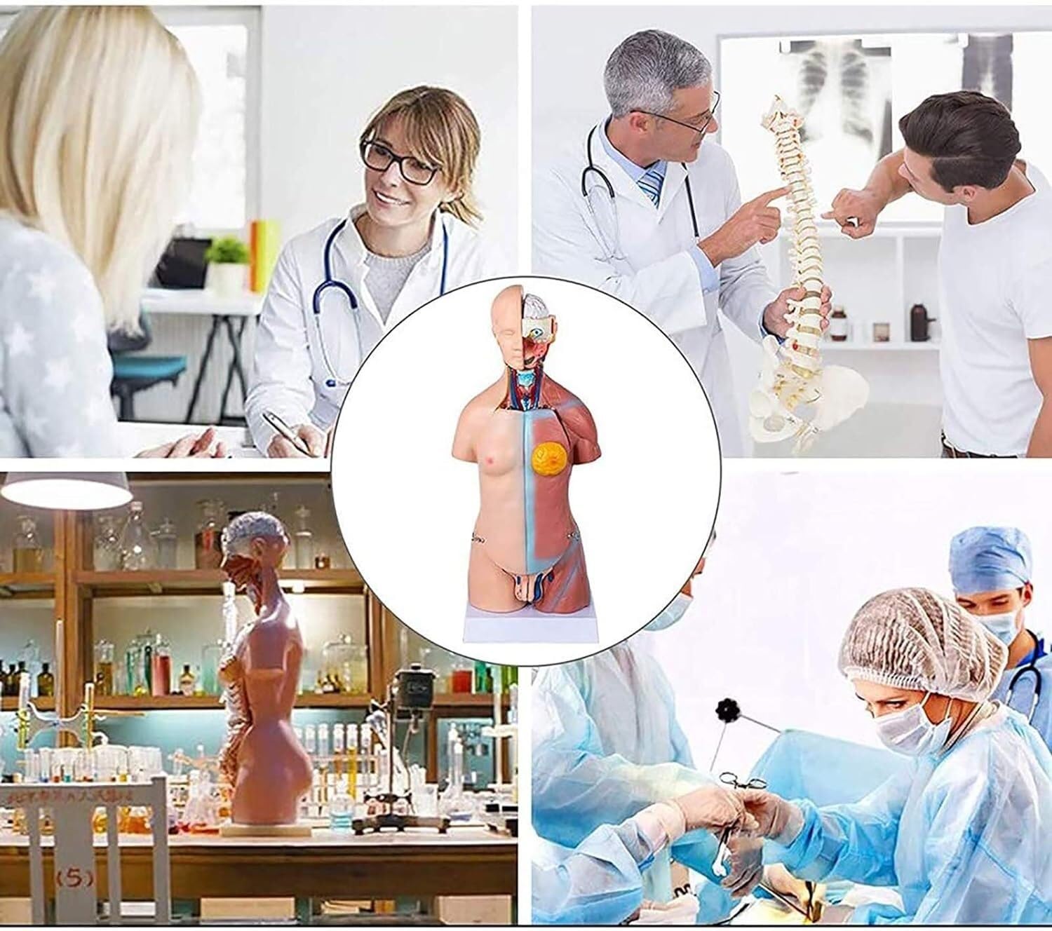 Anatomía De La Educación Modelo De Torso Humano, 23 Partes, Vísceras Humanas, Enseñanza Anatómica, Exhibición Órganos Humanos Muñeca de Anatomía