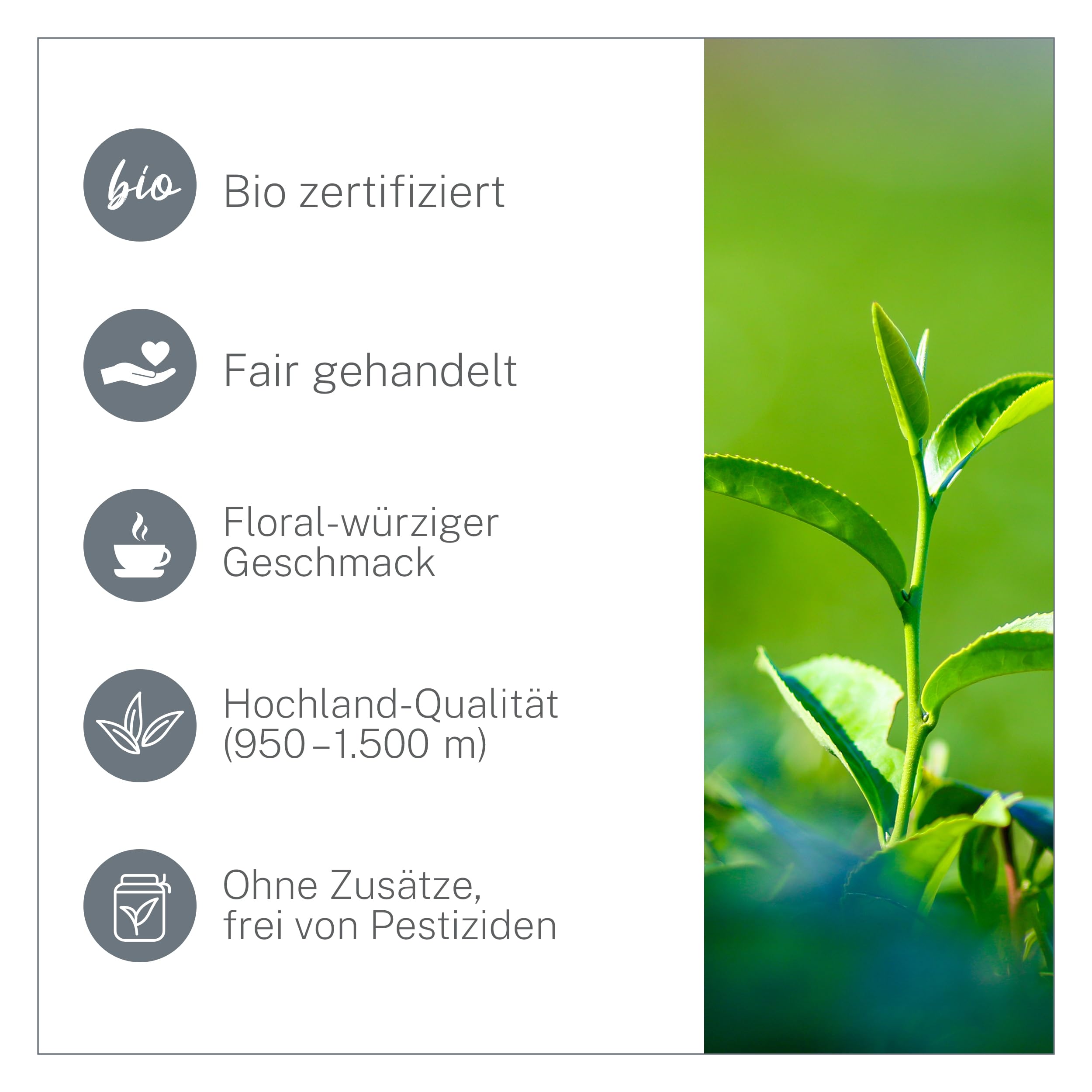 Darjeeling First Flush Bio Tee 1 kg lose - Hochwertiger Schwarztee - würzig & fruchtig - Schwarzer Tee Lose aus ökologischem und fairem Anbau – MyCupOfTea