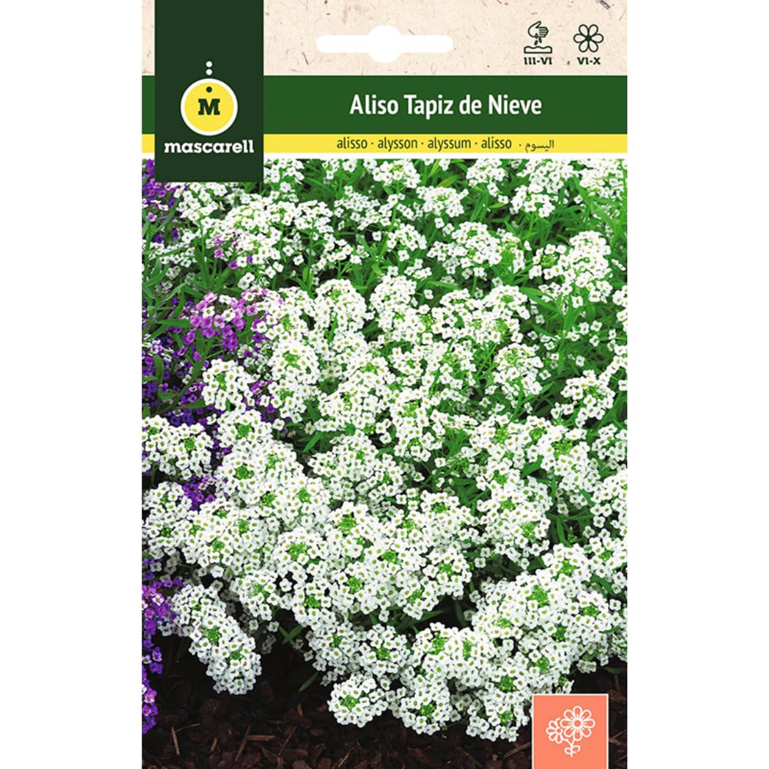 Mascarell Semillas, ALISO TAPIZ DE NIEVE, Semillas Flores Exterior para Decoración, Flor Mediterránea