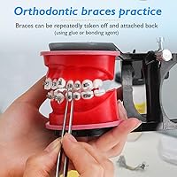 Vista 3 de Modelo de Typodonts de ortodoncia - Modelo de práctica de dientes de terraplén de cera de encías, moldes de reposicionamiento de ortodoncia