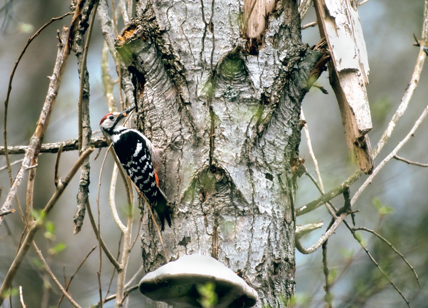 The Sound Approach to Birding: The pioneering book on birdsong