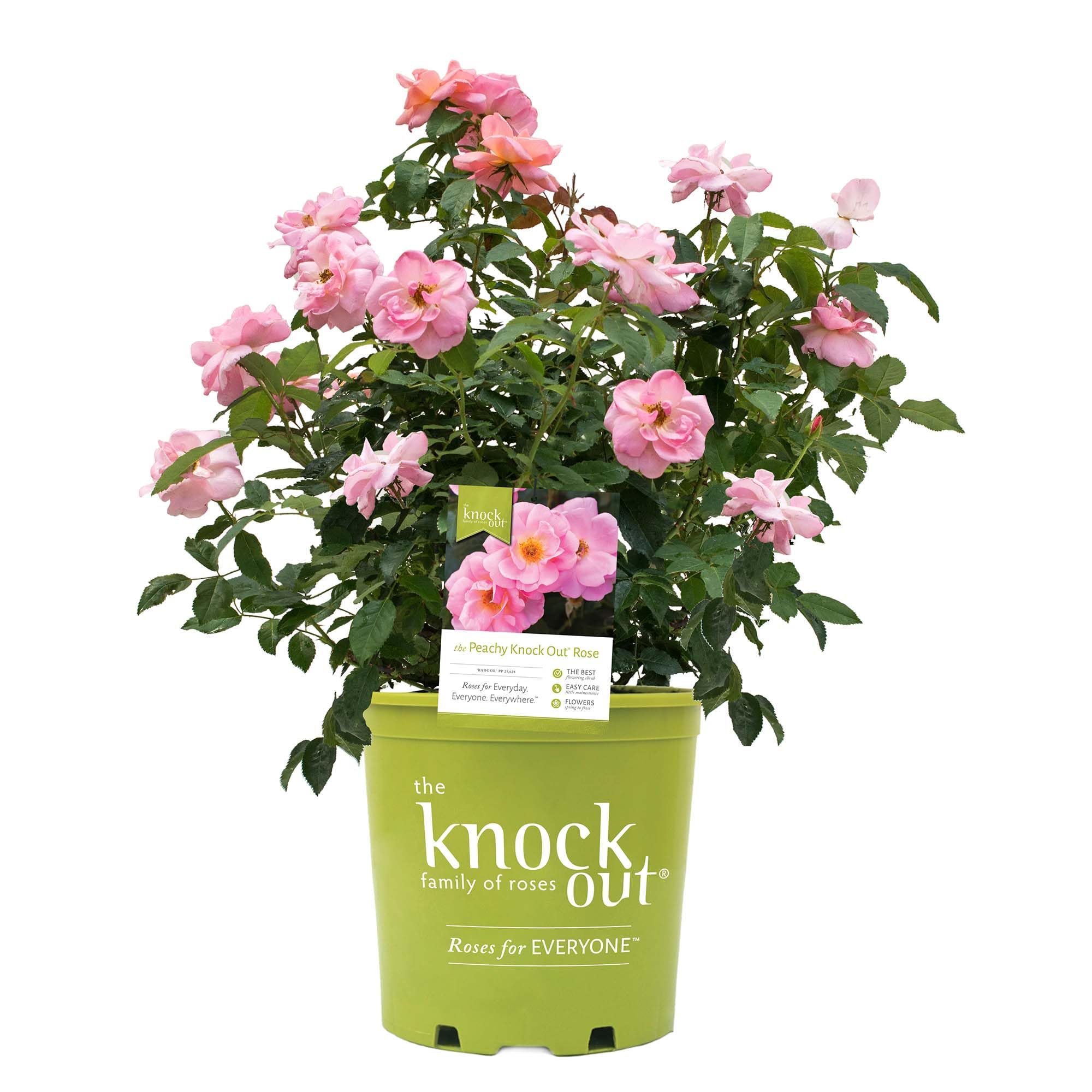 Peachy Knock Out Rose