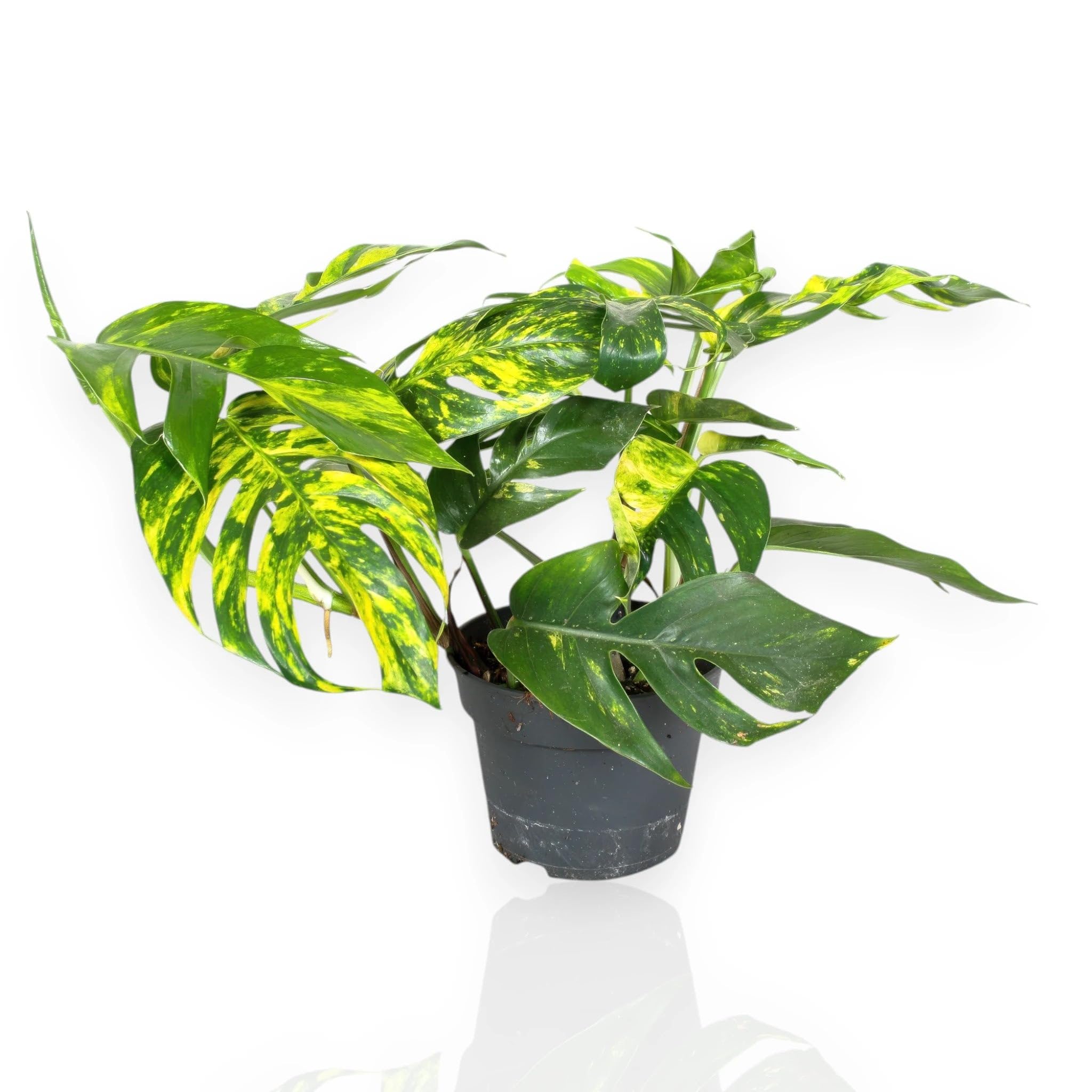 Epipremnum pinnatum 'Cintho goldfinger' Pianta da Interno Ornamentale, Colore Verde, Vaso 17 cm, 1 Pezzo
